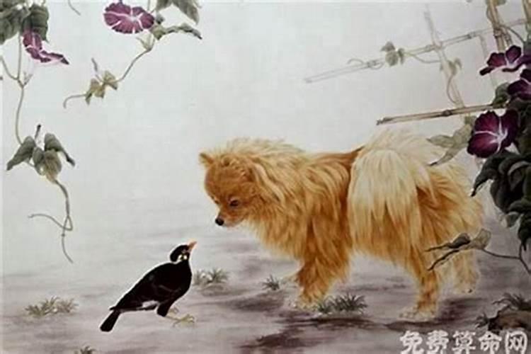 算婚姻:属龙男和属狗女八字相合吗 婚姻好吗