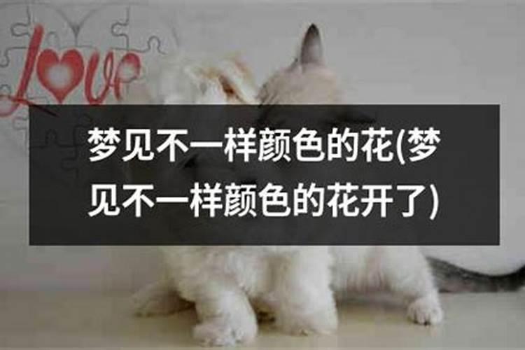 梦见花开的非常漂亮 梦见花开的非常漂亮代表什么
