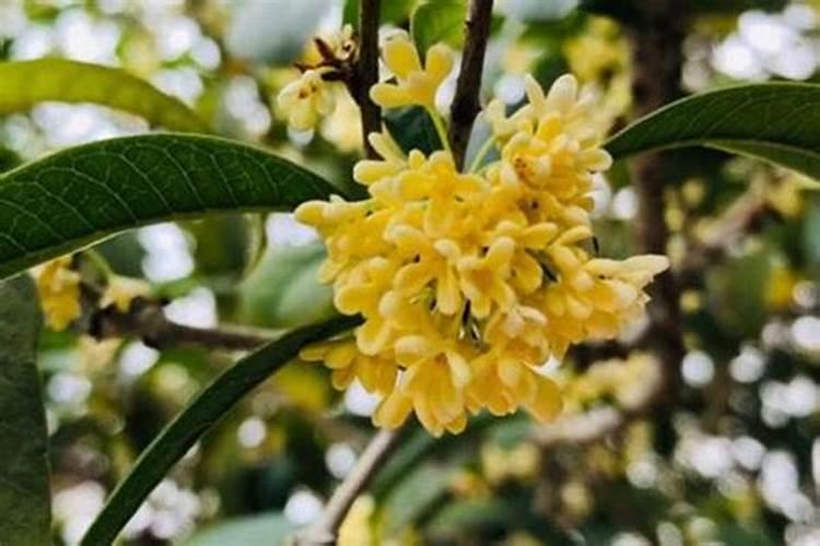 中秋节为何要赏桂花,饮桂花酒？