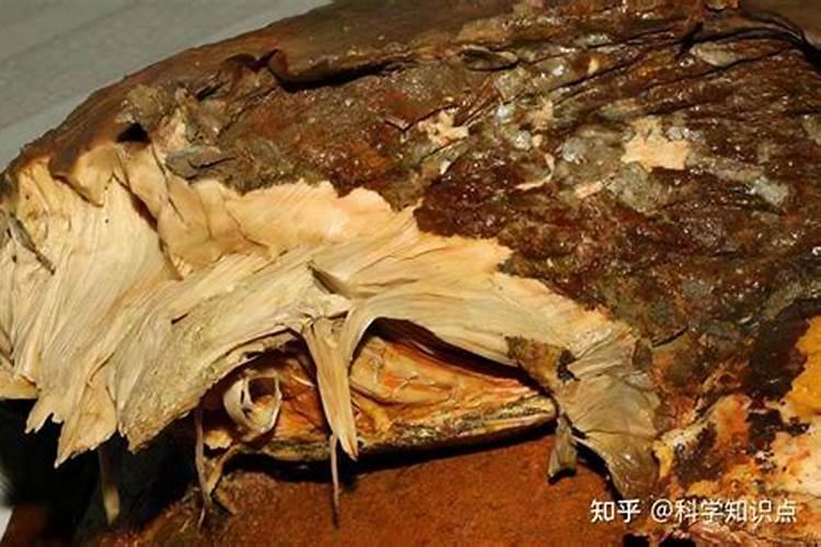 属虎的属相婚配表属虎的最佳配偶是谁