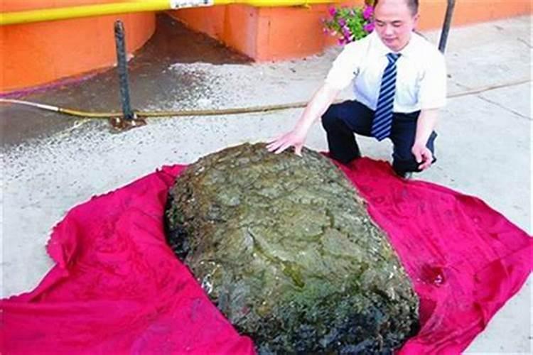 姓肖属鼠腊月初十生的女孩取名