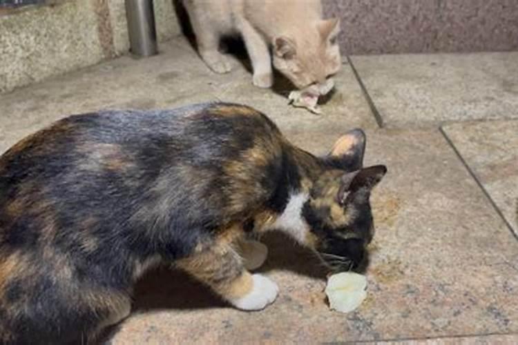 家里来了只流浪猫,这是好事还是坏事？