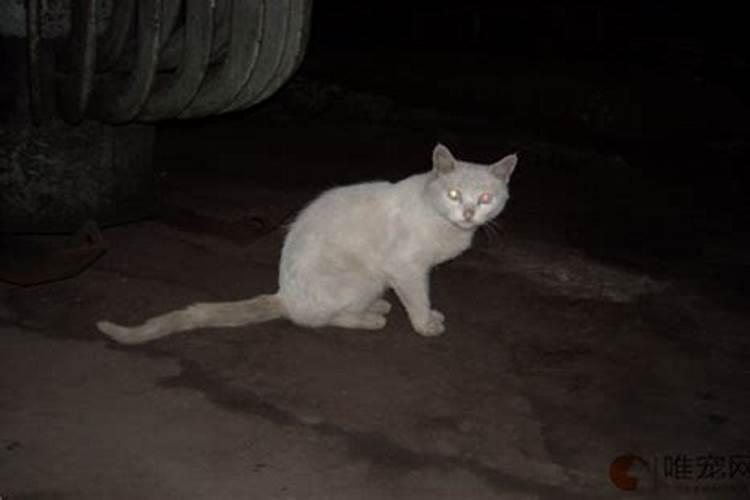 捡了一只猫,是吉兆吗？