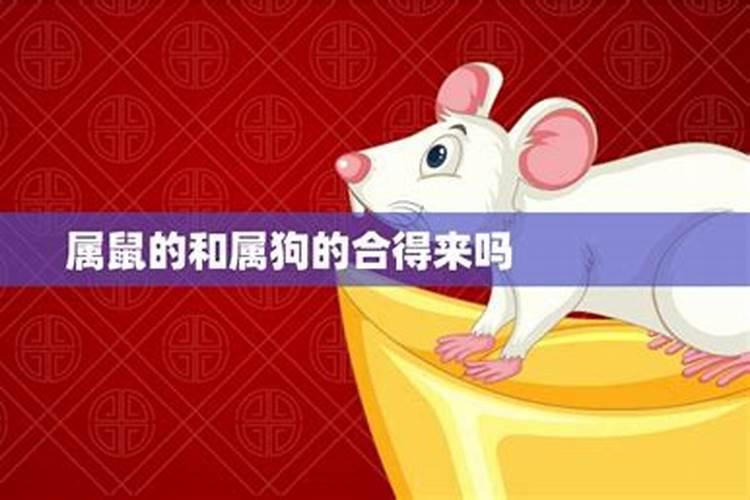 属狗与属鼠相配吗？