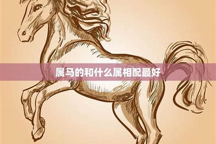 属马的和什么属相最配