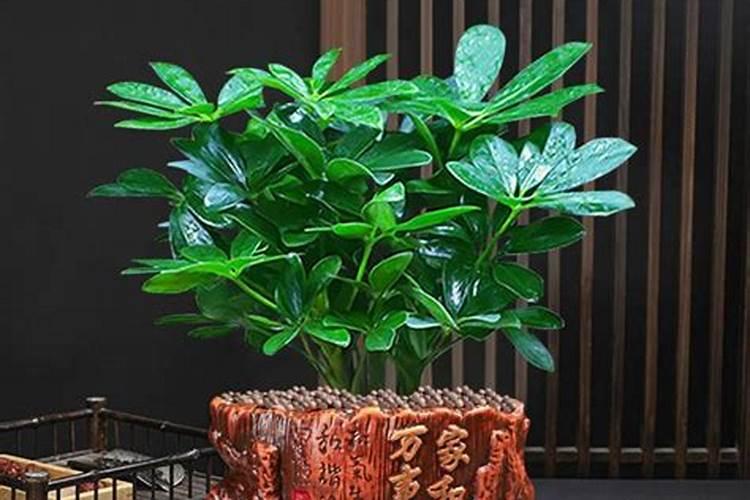 家里放什么绿植招财好养 哪些植物适宜种在家中旺财