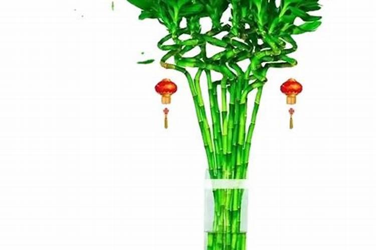 什么绿植放家里招财最好 比较招财的植物有什么