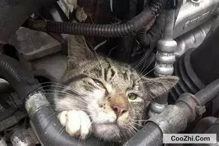 车的引擎盖下死了一只猫是不是有什么不祥的预兆