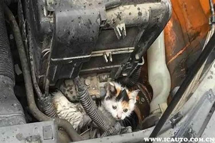 昨天打开引擎盖,发现一只死猫,卡在发动机边上的玻璃水水箱那边,味道比 ...