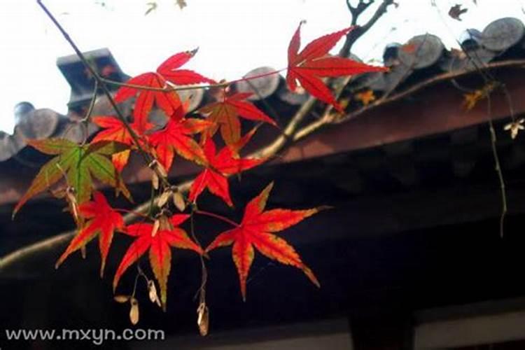 梦见身上有虫子然后把虫子弄掉落