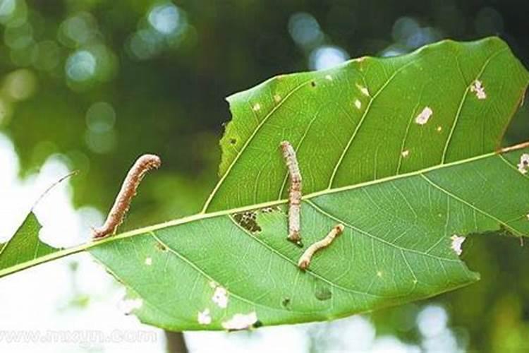 梦到虫子与老人有关是什么意思