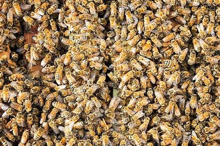 梦见密密层层的蜜蜂飞来飞去