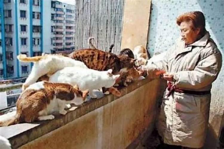 我怀孕了 梦见猫是什么意思  百度宝宝知道