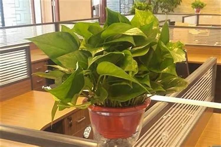 属兔的本命佛是？生肖兔的本命佛？