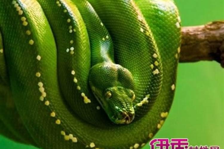 梦见梦巨蛇被捉又逃走的预兆