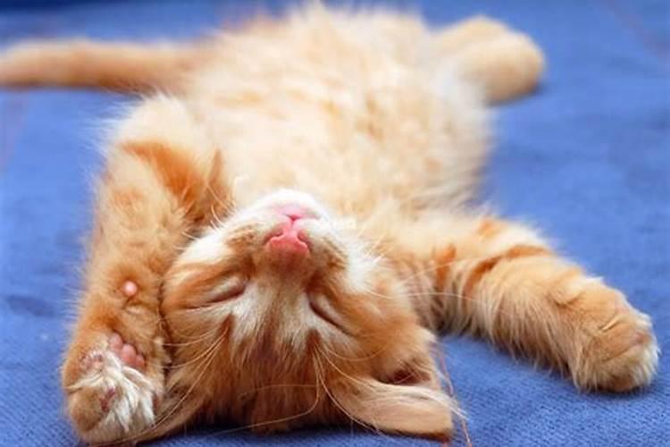 备孕梦见猫是什么征兆