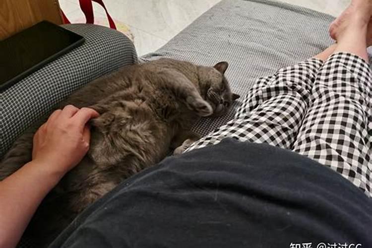 备孕中做梦梦见猫是怎么回事