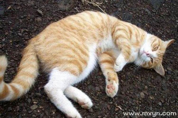 梦见猫是什么预兆周公解梦