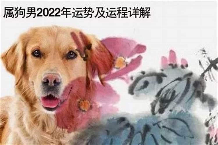 1982年狗2025年运势及运程？