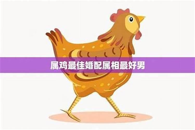 属鸡的和什么属相最好婚配