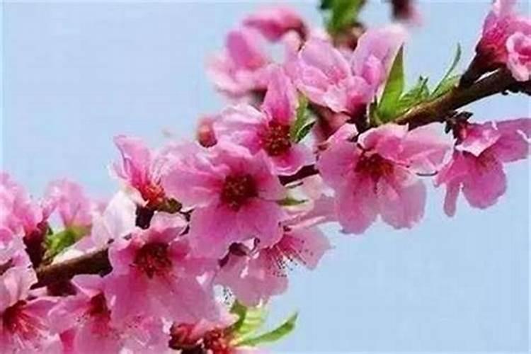 桃花旺是什么意思
