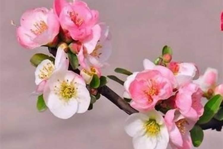 桃花劫是什么意思？女人有桃花劫吗？