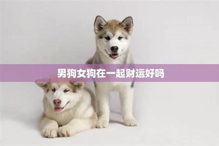 狗和龙可以做夫妻吗