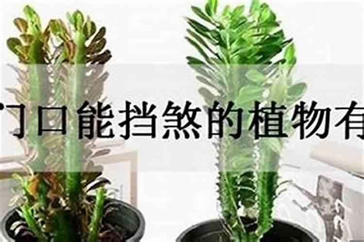 办公室放什么花防小人