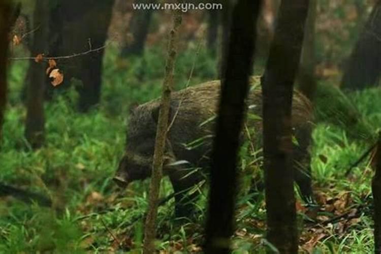 梦见自己打猪是什么意思？