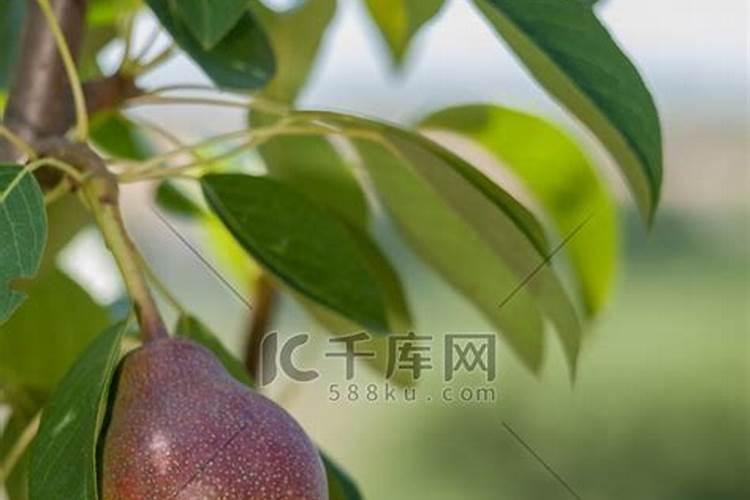 请问什么是果树种植中的“大小年”？