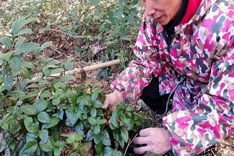 纳音合婚 平地木命和沙中金命配吗？