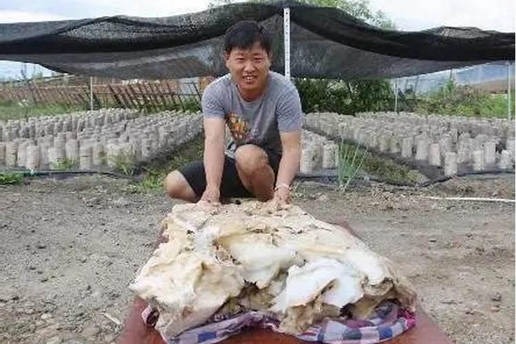 太岁挖出来还能种吗 听说可以用水养起来 还是晒干保存啊？