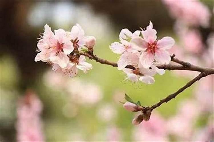 农历三月十五出生的女宝宝好吗五行缺火免费取好名字