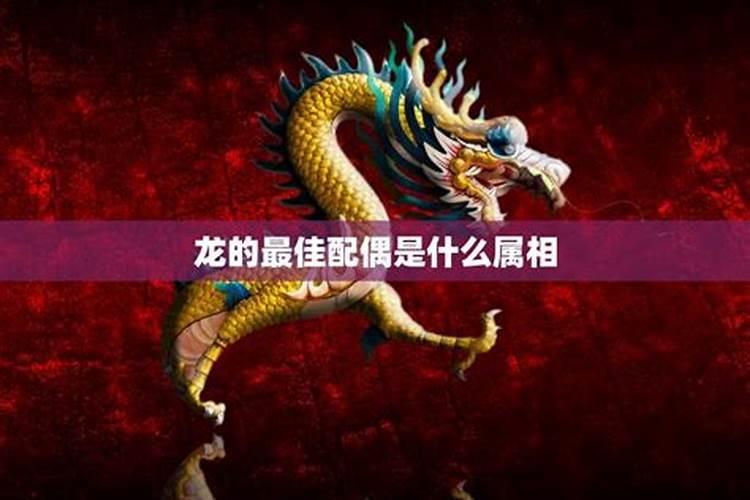 属龙和什么属相最配