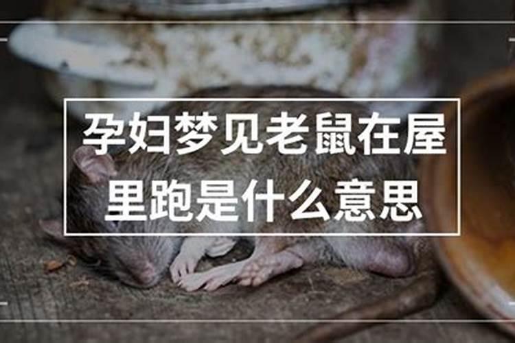 梦见很多老鼠在屋里乱跑说明什么