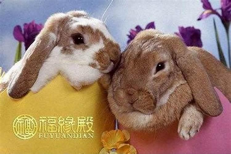 属相婚配:男属猴和女属兔相配吗？
