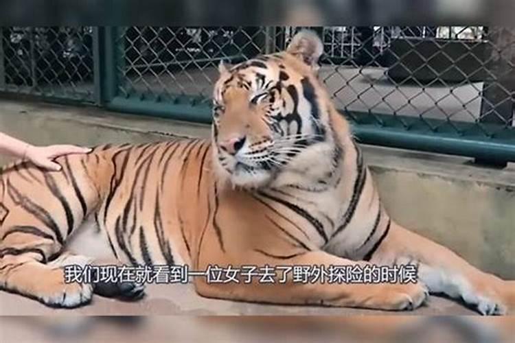 梦到老虎扑过来咬我预示着什么