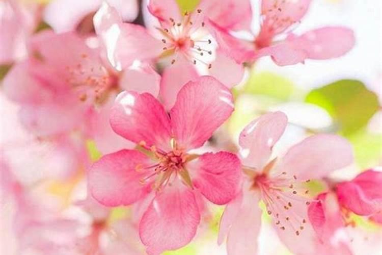 红艳桃花是什么意思