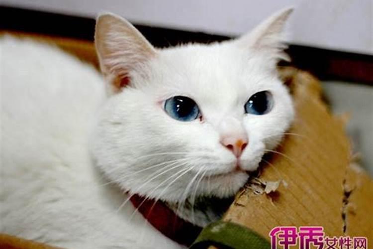 女人梦见猫跟自己说话是什么意思