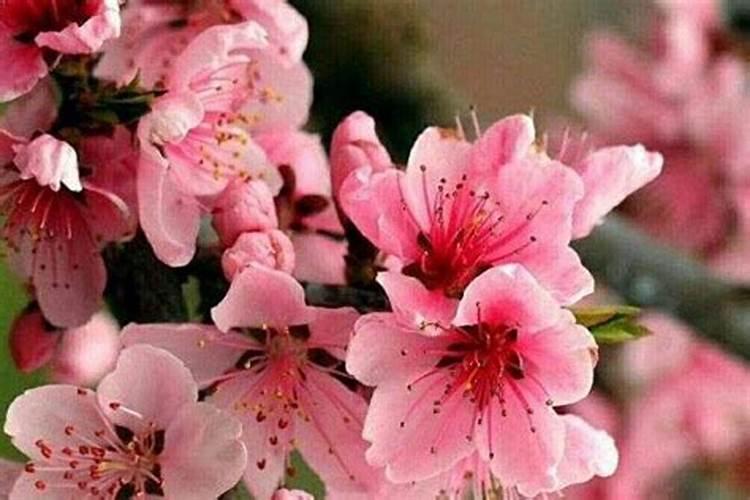 咸池桃花是什么意思