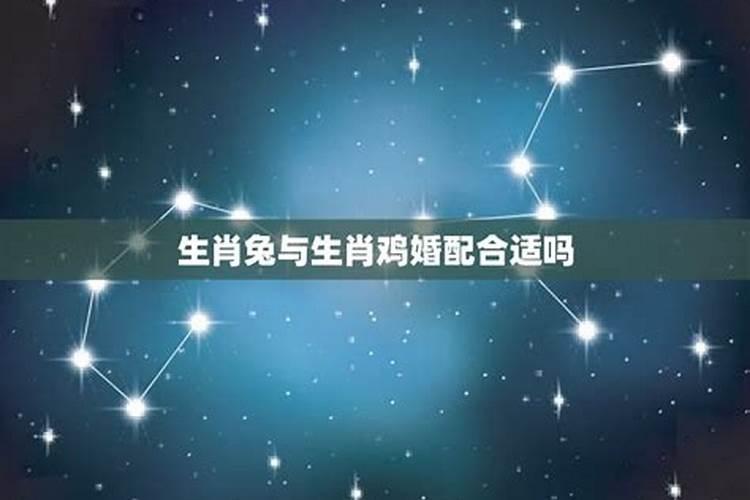 属兔的和属鸡的相配吗？