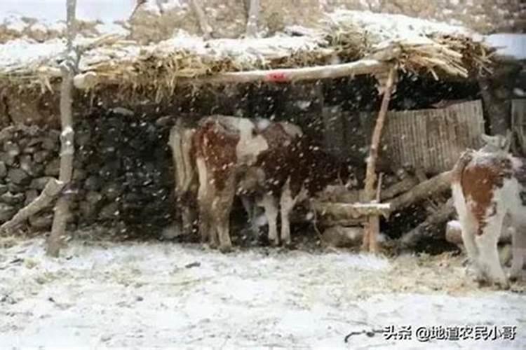 腊月,天气冷。什么动物怎么样,什么动物怎么样