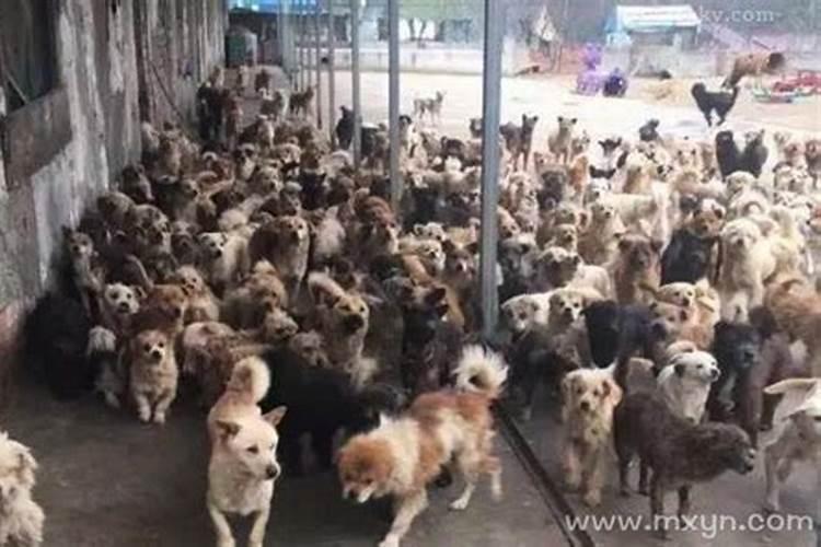 梦见狗狗流血了是什么意思