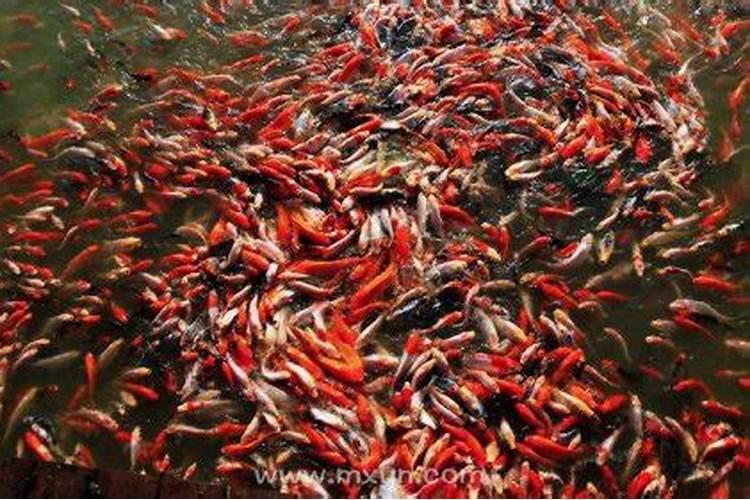 做梦梦到鱼很多的鱼是什么征兆
