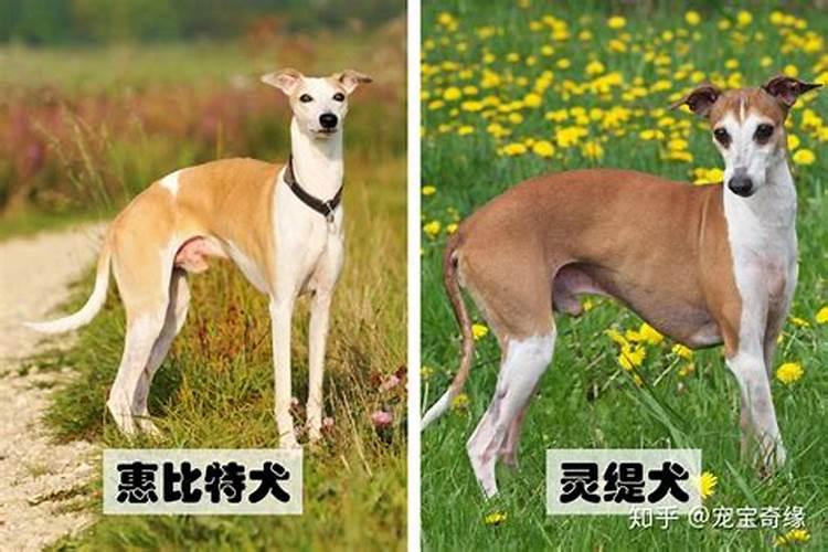 假童子的来历