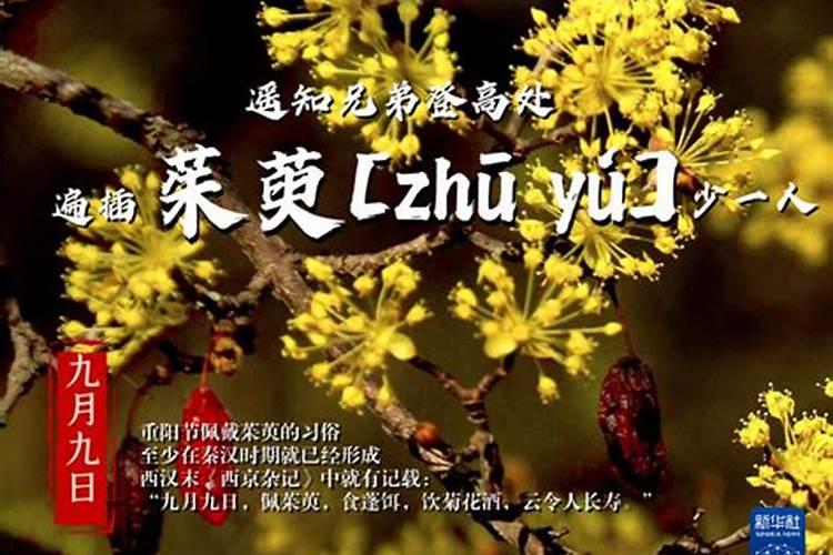 插茱萸是什么节日 插茱萸是哪个节日