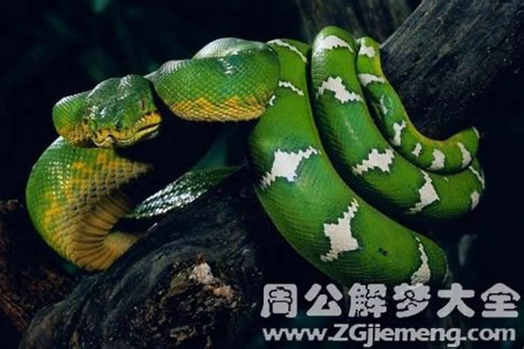 女人梦见各种各样的蛇预示着什么