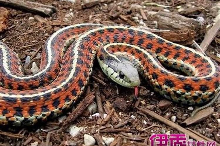 梦见蛇是什么意思 周公解梦