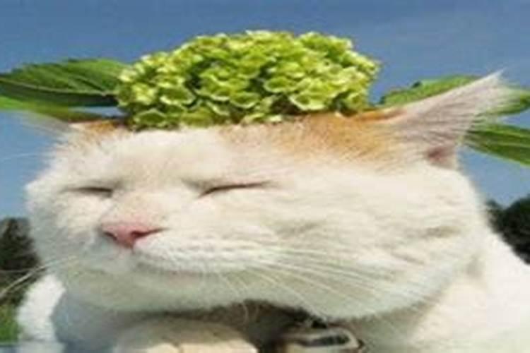 鬼节为什么不能出门