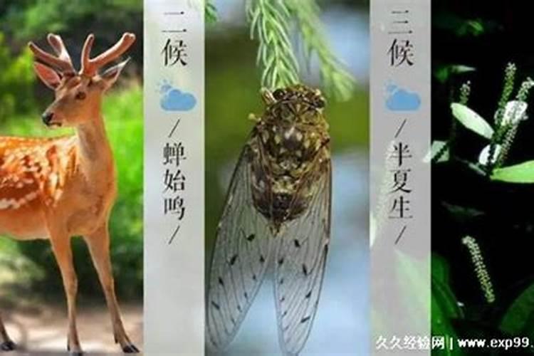 夏至三候是什么意思